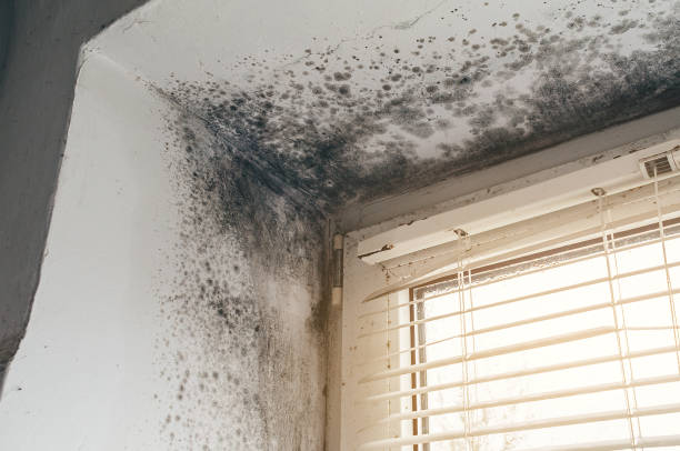 Affordable Mold Cleanup solutions in Sedley, VA
