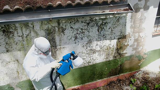 Top rated local Mold Cleanup specialists in Sedley, VA
